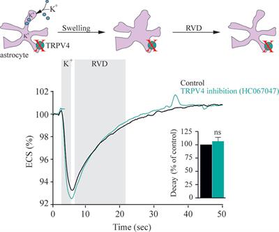 TRPing on Cell Swelling - TRPV4 Senses It